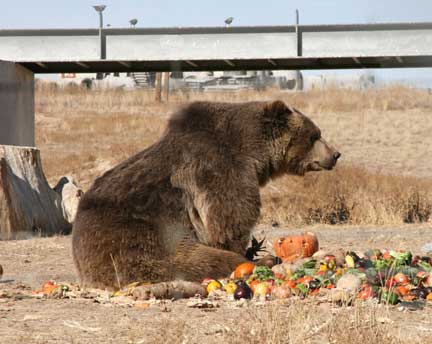 Wild Animal Sanctuary Grizzly bear