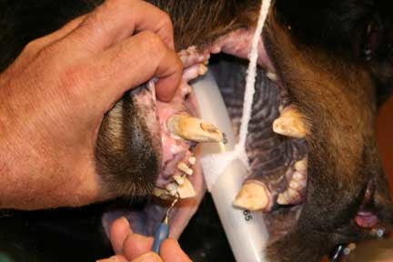Wild Animal Sanctuary black bear dental treatment