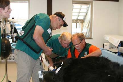 Wild Animal Sanctuary black bear dental treatment