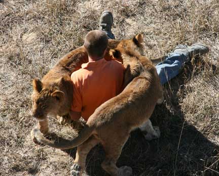 Wild Animal Sanctuary lion rescue