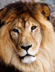 lion-holder