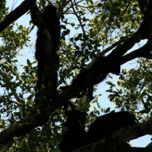 Howler monkeys on the Yucatan Peninsula