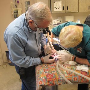 Dr. Barry Rathfon and Dr. Emily working on the colobus.