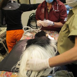 Prepping the colobus for his dental treatment.