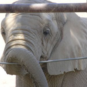 At elephant at PAWS