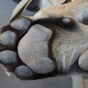 A paw at PAWS