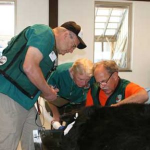 October 2010 black bear exam.