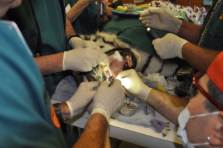 Not-quite Octopus Dentistry on Tiger Lilly at Noah's Ark.