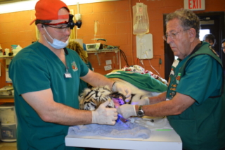 Dr. Hall and Dr. Eisner curing Tiger Lilly's tooth at Noah's Ark.