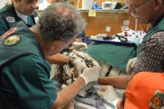 Dr. Eisner and Dr. Sitzman work on Tiger Lilly, as Dr. Hewitt observes.