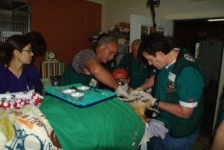 Dr. Sitzman and Dr. Hewitt work on Tiger Lilly at Noah's Ark.