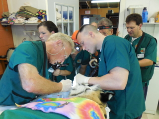 Dr. Emily and Dr. Dyer working on Tiger Lilly at Noah's Ark.