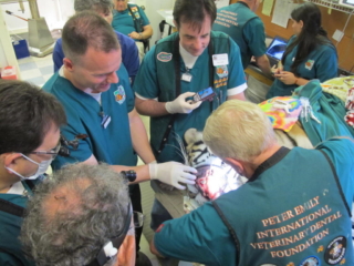 The team watching Dr. Emily instruct on Tiger Lilly at Noah's Ark.