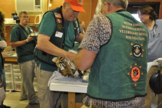 Dr. Holmstrom and Dr. Sitzman work on Tiger Lilly at Noah's Ark.