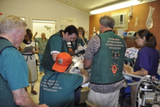 The team work on Tiger Lilly at Noah's Ark.