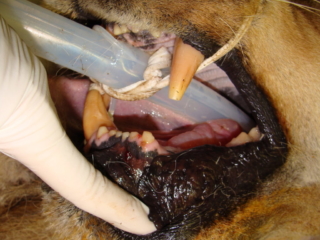 At Noah's Ark, Mufasa's lower canine was fractured at the gum line, and formed a infected, draining tract.