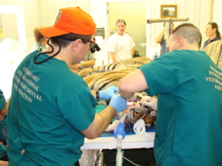 At Noah's Ark, Dr. Hall and Dr. Dyer work on Top Cat.