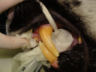 Top Cat's attrition repaired.