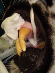 At Noah's Ark, Top Cat's attrition, suffered prior to rescue.