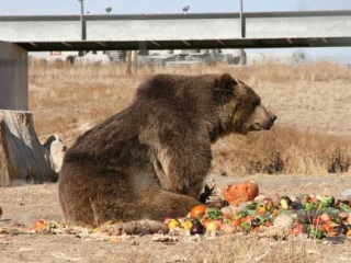 Wild Animal Sanctuary Grizzly bear