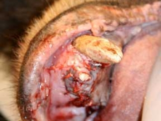 Wild Animal Sanctuary black bear dental treatment