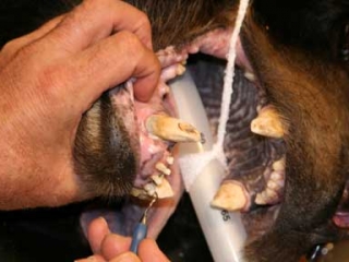Wild Animal Sanctuary black bear dental treatment