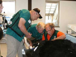 Wild Animal Sanctuary black bear dental treatment