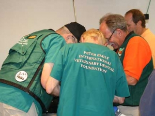 Wild Animal Sanctuary black bear dental work