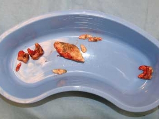 Wild Animal Sanctuary black bear dental treatment