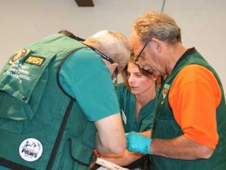 Wild Animal Sanctuary black bear dental treatment