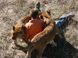 Wild Animal Sanctuary lion rescue