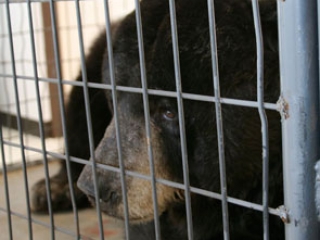 Wild Animal Sanctuary black bear dental treatment