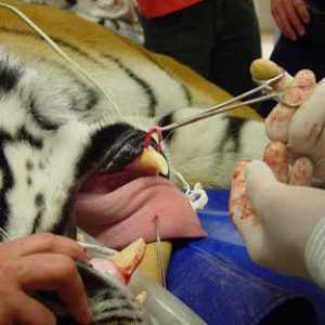 Dr. Emily working on tiger Ussuri at Lake Superior Zoo